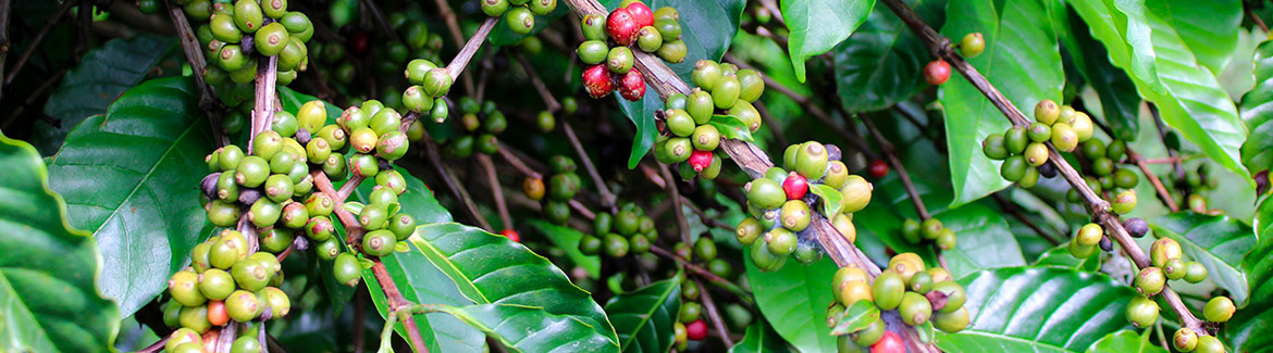 Fruits de Coffea canephora © Cirad