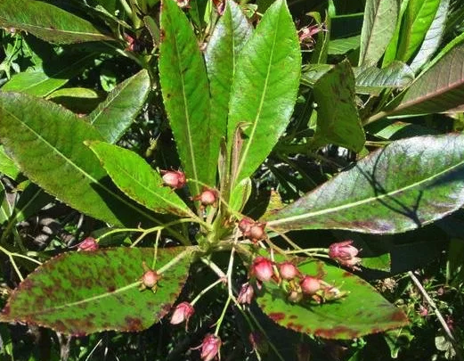Bois de Rose / Photos - REGEPE, Ressources génétiques de plantes pérennes en  Guyane